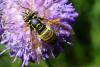 Spilomyia manicata